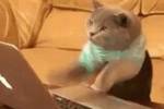 猫猫手忙脚乱😺纽卡官推在上半场发了这个表情包
